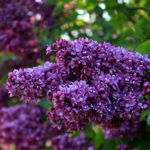 Сирень Огни Донбаса<br>Syringa Ogni Donbassa