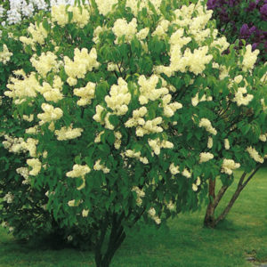 Сирень Примроуз<br>Syringa Primrose