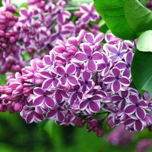 Сирень Сенсация <br>Syringa Sensation