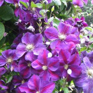 Клематис Стар оф Индия<br>Clematis star of india