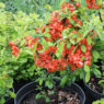 Купить Айва японская Chaenomeles japonica - в питомнике Флорини
