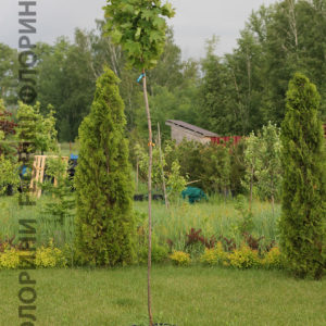Клен остролистный Глобозум <br>Acer platanoides Globosum