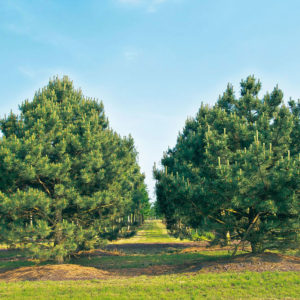 Сосна черная <br>Pinus nigra