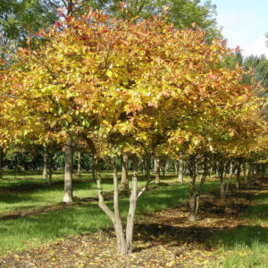 Боярышник сливолистный (дерево) <br>Crataegus prunifolia