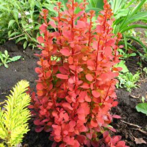 Барбарис тунберга Оранж Рокет <br>Berberis thunbergii Orange Rocket