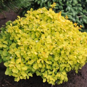 Барбарис Тунберга Спешл Голд<br>Berberis thunbergii Special Gold