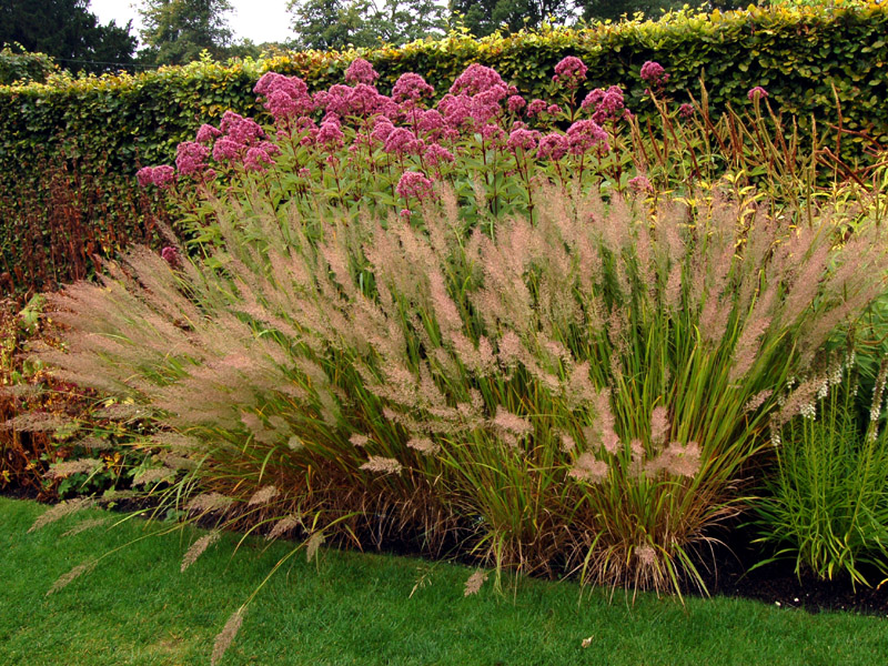 Купить Вейник коротковолосистый Calamagrostis brachytricha - в питомнике Флорини