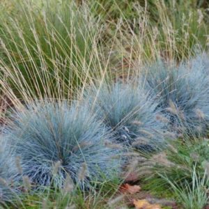 Овсяница сизая <br>Festuca cinerea