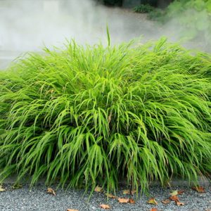 Хаконехлоа <br>Hakonechloa macra