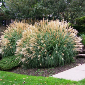 Мискантус Адажио <br>Miscanthus Adagio