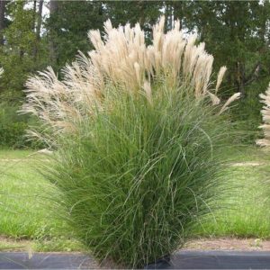 Мискантус Грацилимус <br>Miscanthus Gracillimus