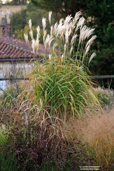 Мискантус Голиаф <br>Miscanthus Goliath