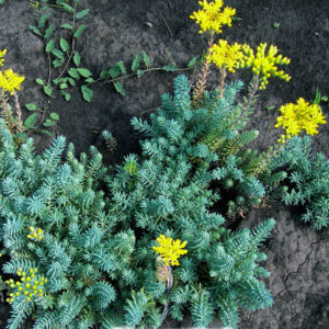 Седум (очиток) отогнутый – скальный <br>Sedum reflexum