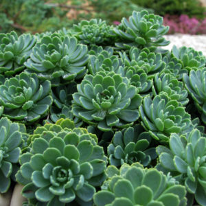 Седум (очиток) толстоветвистый <br>Sedum pachyclados