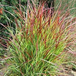 Просо прутьевидное <br>Panicum virgatum