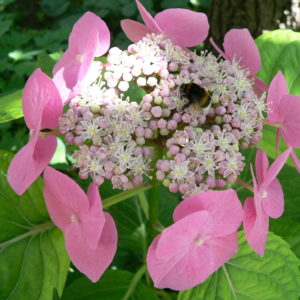 Гортензия крупнолистная<br/>Hydrangea macrophylla Zorro