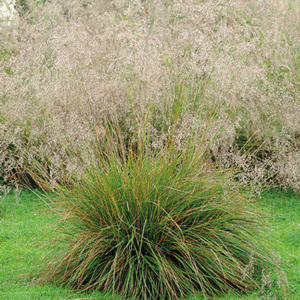 Луговик дернистый (щучка) <br>Deschampsia caespitosa