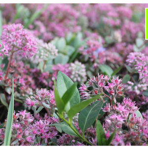 Седум (очиток) Эверса <br>Sedum ewersii