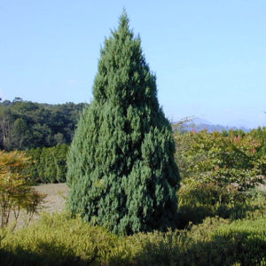 Можжевельник китайский Стрикта<br>Juniperus chinensis Stricta