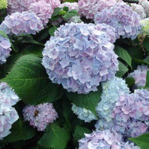 Гортензия крупнолистная: почему стоит попробовать вырастить - Питомник ...