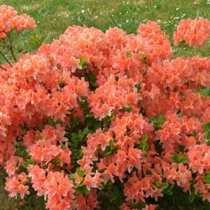 Рододендрон японский оранжевый <br>Rhododendron japonicum