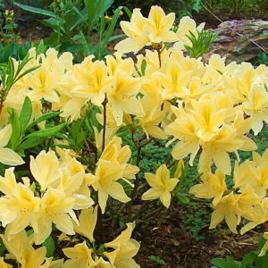 Рододендрон японский желтый <br>Rhododendron japonicum