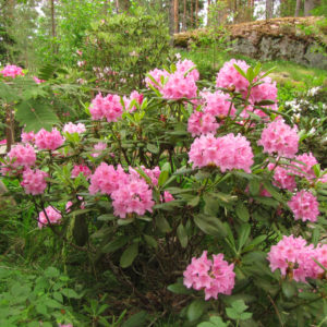 Рододендрон Хельсинский Университет<br>Rhododendron Helsinki University