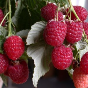 Малина Геракл<br>Rubus idaeus