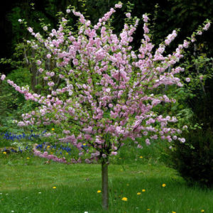 Миндаль трехлопастный<br>Prunus triloba