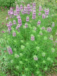 Купить Лимонная мята (Монарда)Monarda citriodora - в питомнике Флорини