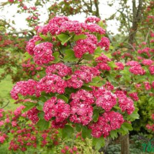 Боярышник однопестичный Пул Скарлет <br>Crataegus Paul Scarlett