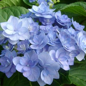 Гортензия крупнолистная Романс Блю<br>Hydrangea macrophylla Romance blue