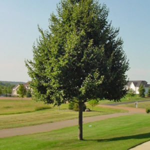 Липа мелколистная Гринспаер<br>Tilia cordata Greenspire