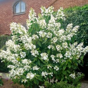 Гортензия метельчатая Левана<br>Hydrangea paniculata Levana