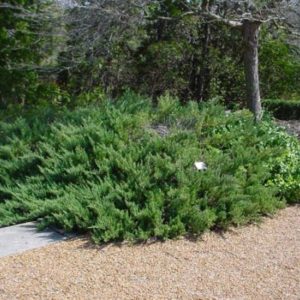Можжевельник горизонтальный Принц оф Валес<br>Juniperus horizontalis Prince of Wales