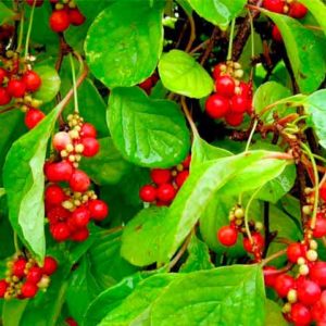 Лимонник китайский<br>Schisandra chinensis