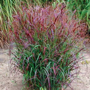 Просо прутьевидное Скво<br>Panicum virgatum Squaw