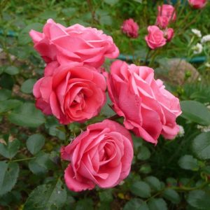 Роза флорибунда Белла Роза <br>Rosa floribunda Bella rosa