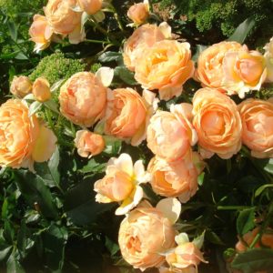 Роза флорибунда Амбер Квин<br> Rosa floribunda Amber Queen