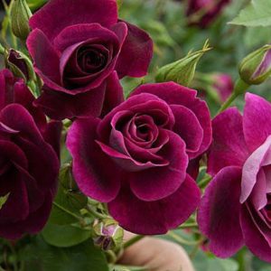 Роза флорибунда Бургунди Айс <br>Rosa floribunda Burgundy Ice