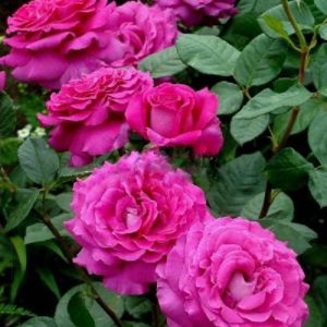 Роза парковая Шартрез де Парм <br>Rose Chartreuse de Parme