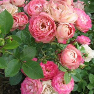 Роза флорибунда Акрополис<br> Rosa floribunda Acropolis