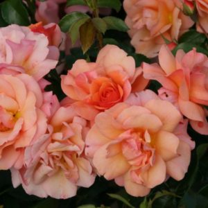 Роза флорибунда Априкола <br>Rosa  floribunda Aprikola