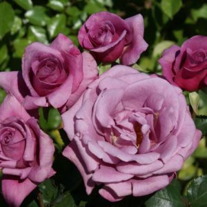 Роза флорибунда Шокинг Блю <br>Rose floribunda Shoking Blu