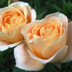 Роза флорибунда Амбер Абундэнс<br> Rose floribunda Amber Abundance