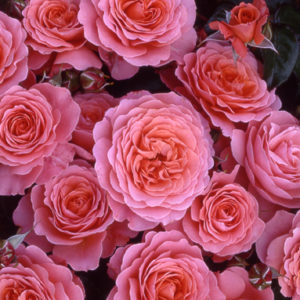 Роза флорибунда Пинк Эбунденс <br>Rose floribunda Pink Abundance