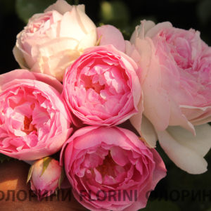 Роза флорибунда Везалиус <br>Rose floribunda Vesalius