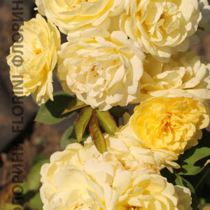 Роза флорибунда Комтэс Дю Бари <br>Rosa floribunda Comtesse Du Barry