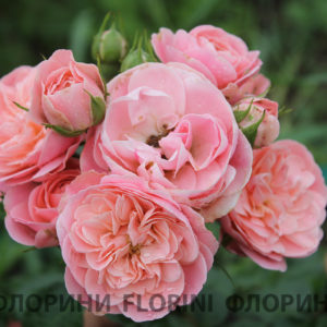 Роза флорибунда Байландо<br> Rosa floribunda Bailando