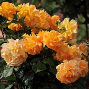 Роза флорибунда Голдэлзэ <br>Rose floribunda Goldelse